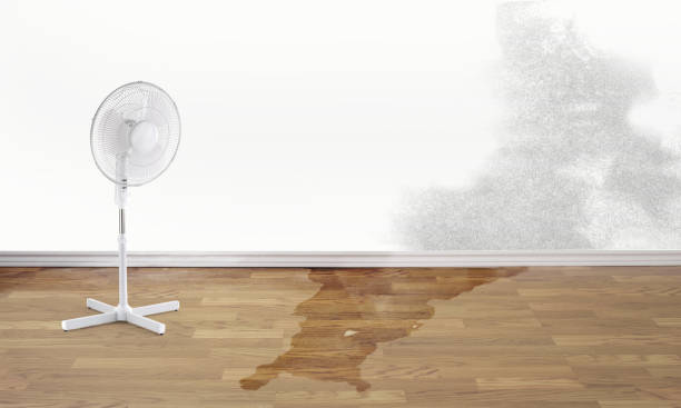 Best Professional water damage repair  in North Tunica, MS